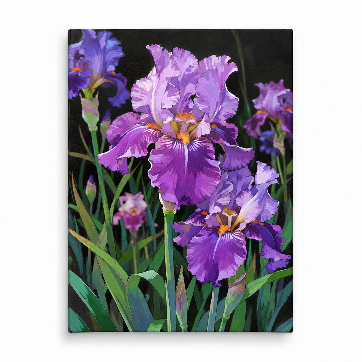 Purple Iris